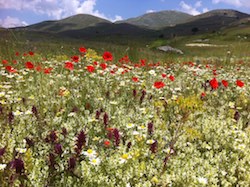 Fallow fields become a riot of wildflowers seen on a photo workshop in Abruzzo